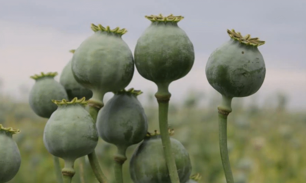 Neemuch Mandsaur opium farmers