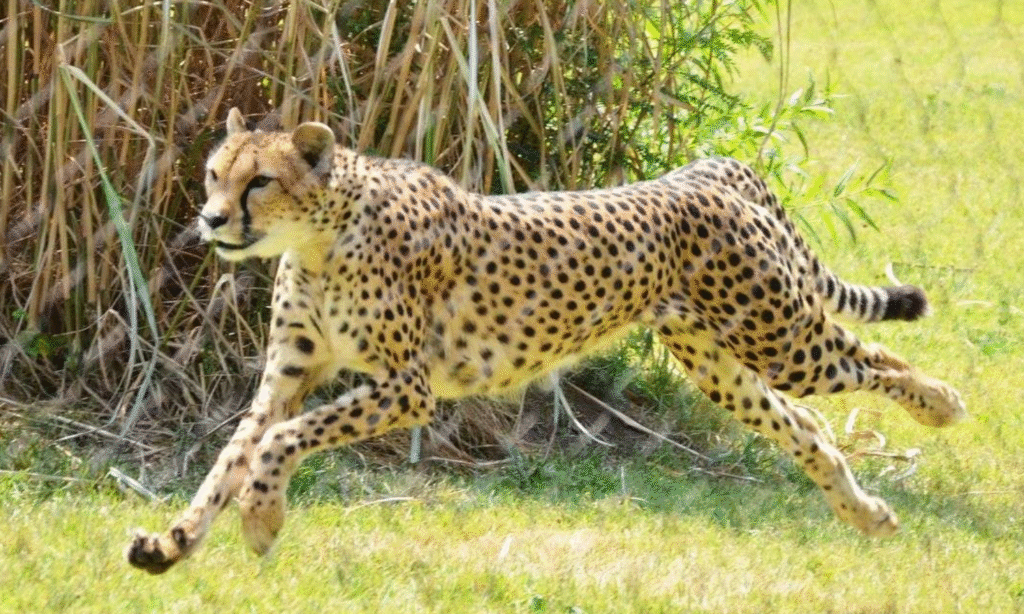 Kuno National Park Cheetah Safari