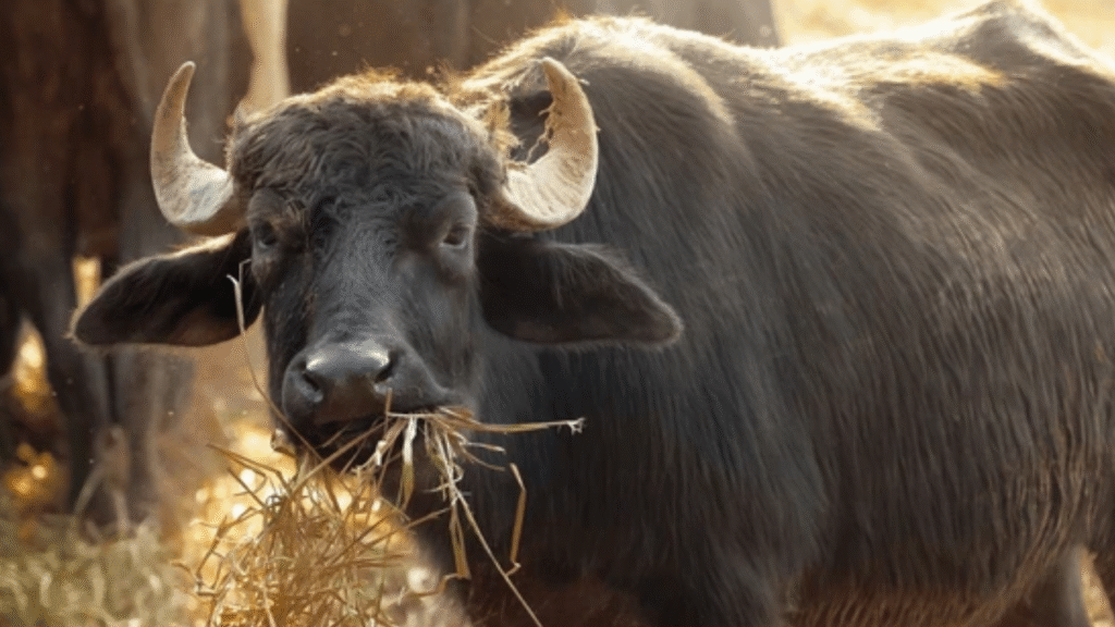 MP News : दहेज में भैंस नहीं मिलने पर ससुराल वालों ने किया प्रताड़ित