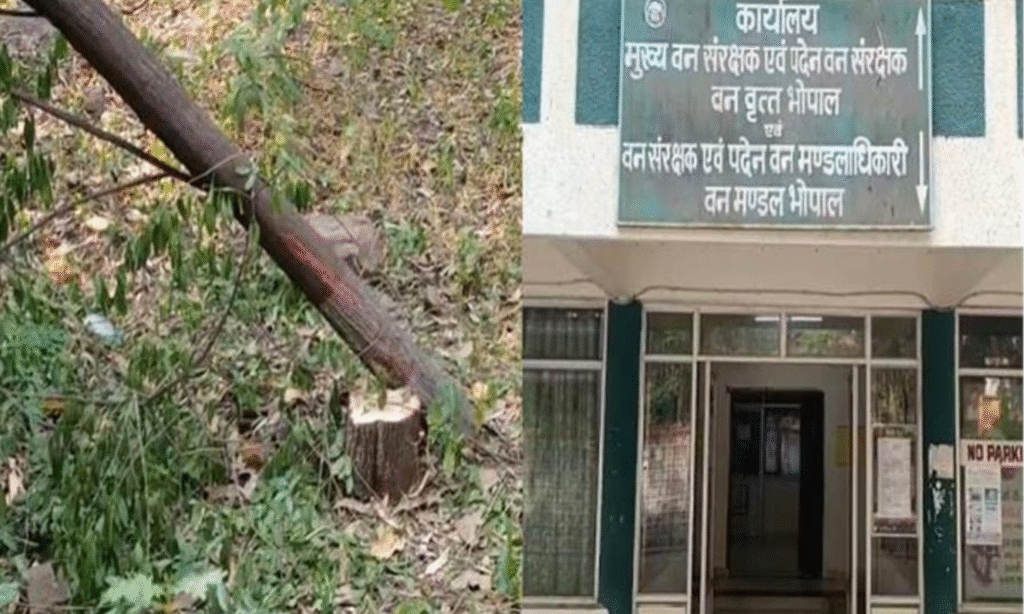 MP News : डीएफओ कार्यालय के ठीक बगल में चोरी, चंदन का पूरा पेड़ काटकर ले गए चोर