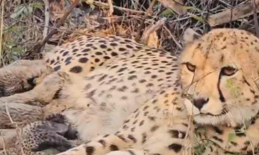 कूनो से ऐतिहासिक खुशखबरी : भारत में जन्मी चीता ‘मुखी’ बनी माँ, एक साथ 5 शावकों को दिया जन्म