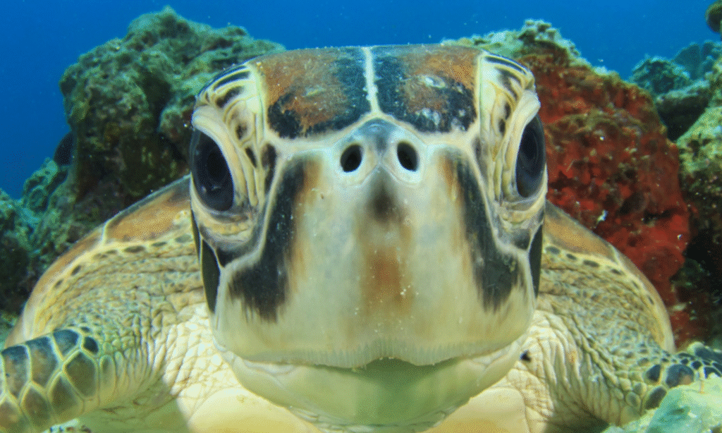 Balaghat News : कछुए से ‘धनवर्षा’ कराने की थी तैयारी, पड़ गया खलल