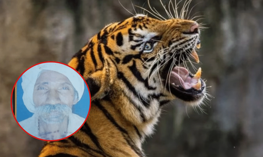 Balaghat News : बाघ ने बुजुर्ग को बनाया शिकार, जंगल में मिला आधा खाया शव