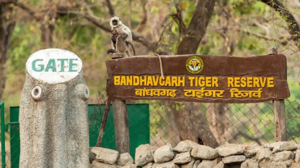 बांधवगढ़ टाइगर रिजर्व में मादा हाथियों को लगाए जाएंगे रेडियो कॉलर, नजर रखने में मिलेगी सहायता