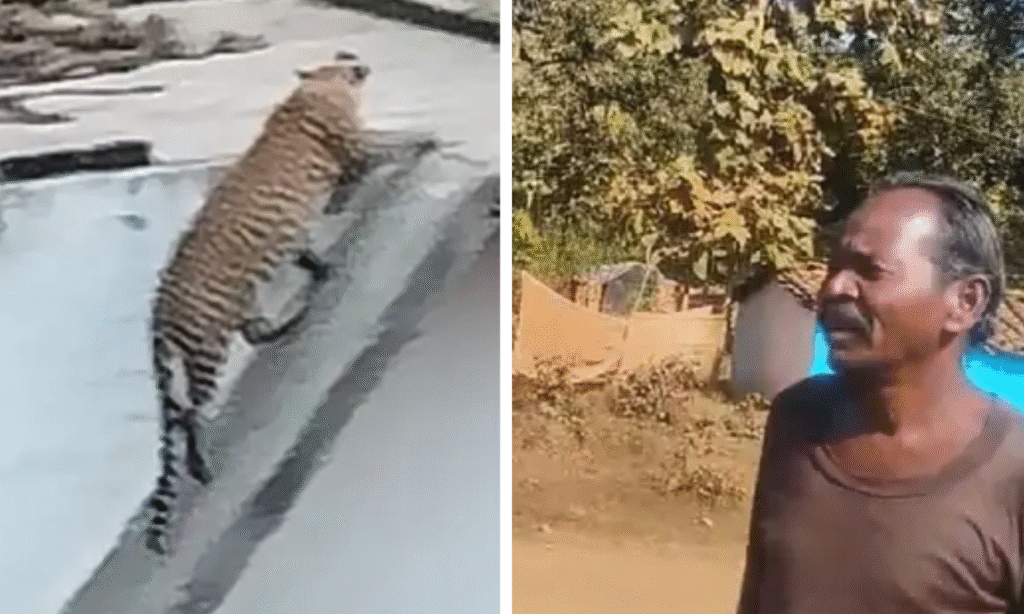 Jabalpur News : गांवों में तेंदुओं की दहशत, वन विभाग ने जारी किया अलर्ट