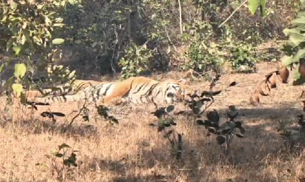 MP News : नेशनल हाइवे 43 के पास मिला बाघ का शव