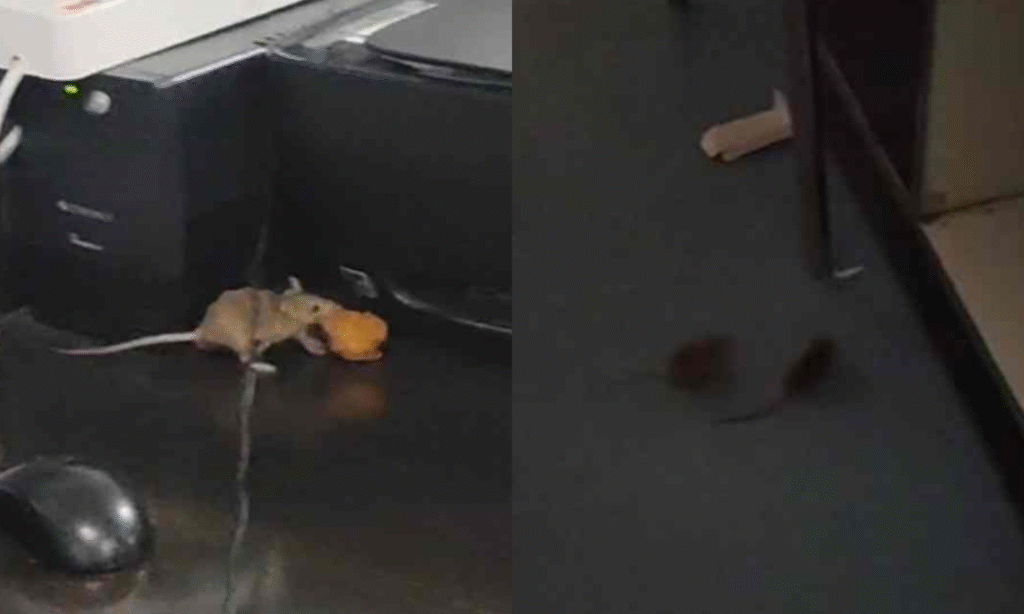 जिला अस्पताल के SNCU में चूहों का आतंक, ICU में धमाचौकड़ी का वीडियो वायरल