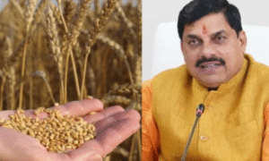 MP WHEAT PROCUREMENT